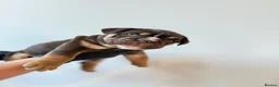English Bulldog dogs for sale: Beautiful English Bulldog Pups!!! in Stratford-upon-Avon - Advert 6