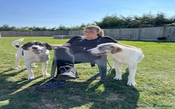 Mixed Breed dogs for adoption: WIGGLY WIGGLE  - Image 3