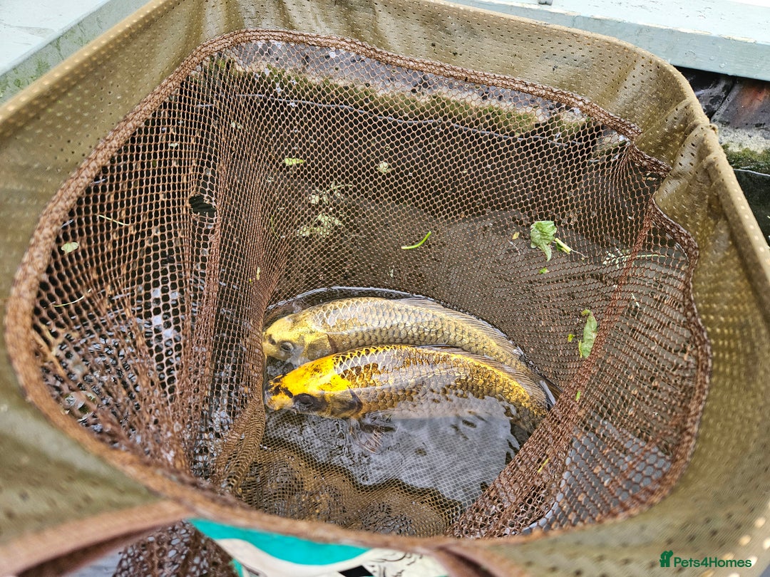 Koi Carp fish for sale: ×2 ghost koi carp  - Image 1