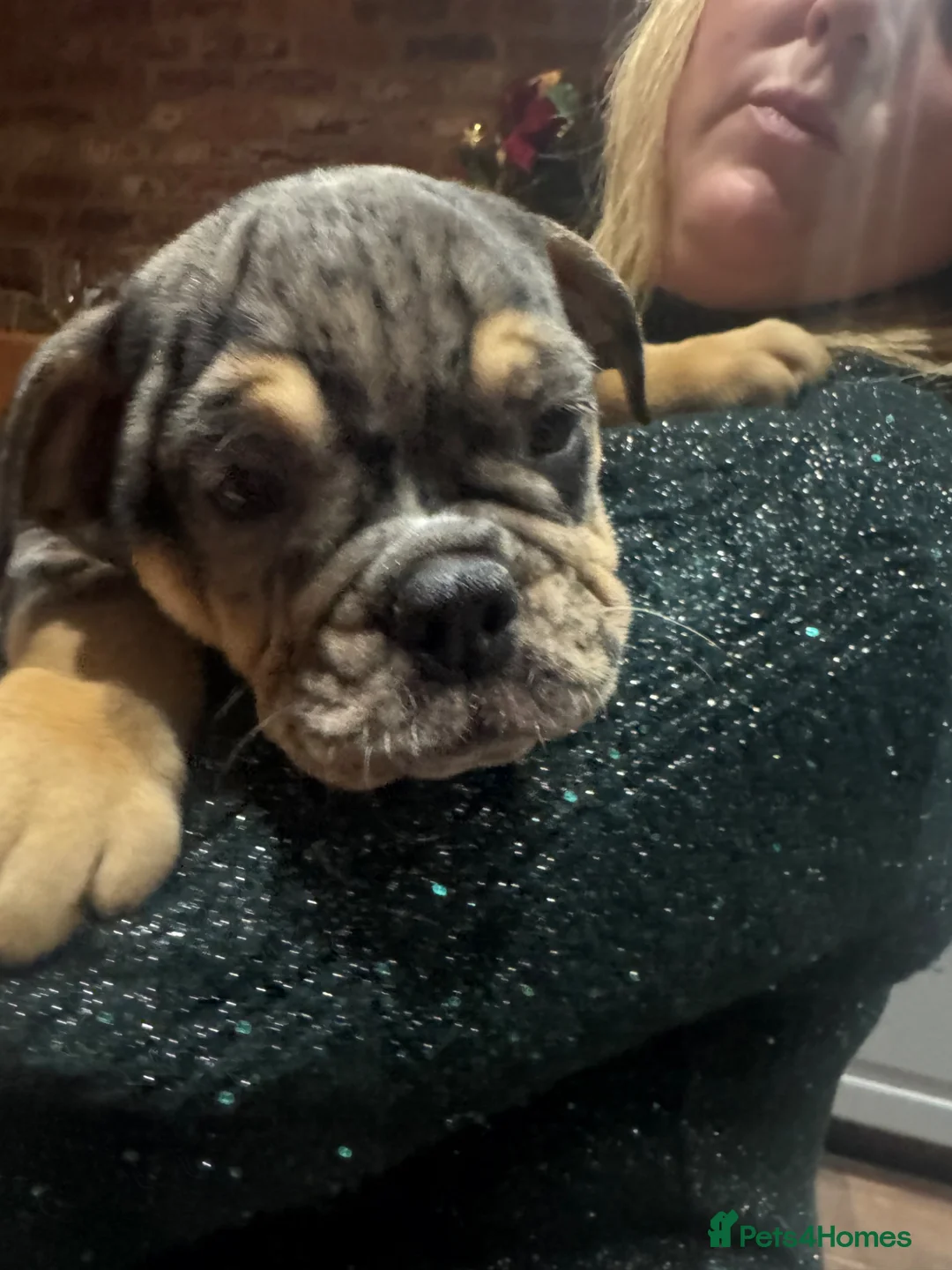 English Bulldog dogs for sale: English bulldog puppy 6 months - Advert 4