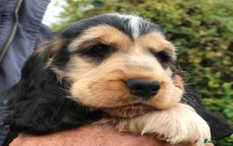 Cocker Spaniel dogs for sale: KC registered Cocker Spaniel puppies - Image 15