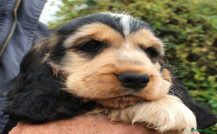 Cocker Spaniel dogs - Advert 7
