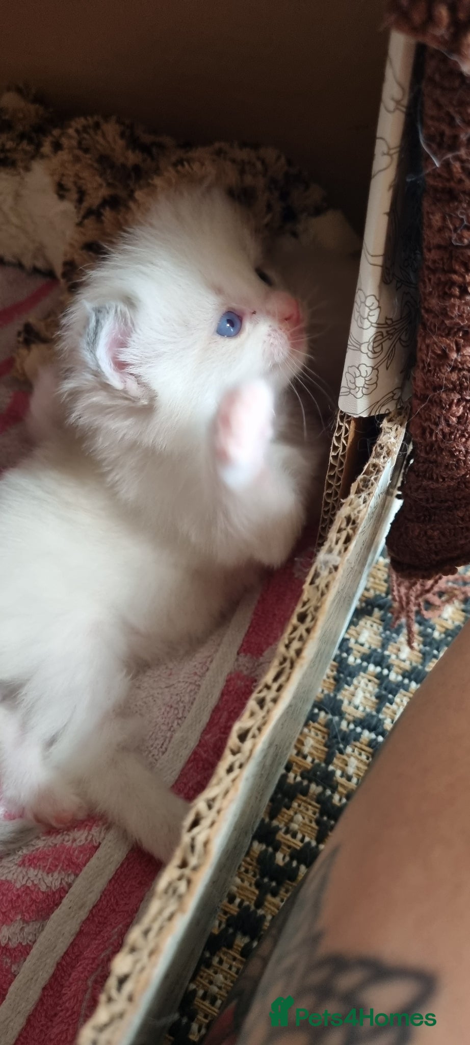 Ragdoll cats “Ragdoll kittens looking for loving homes” - Advert 5