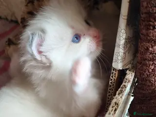 Ragdoll cats “Ragdoll kittens looking for loving homes” - Advert 5