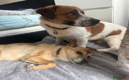 Mixed Breed dogs for adoption: Diego. Badersfield Norfolk  - Image 5