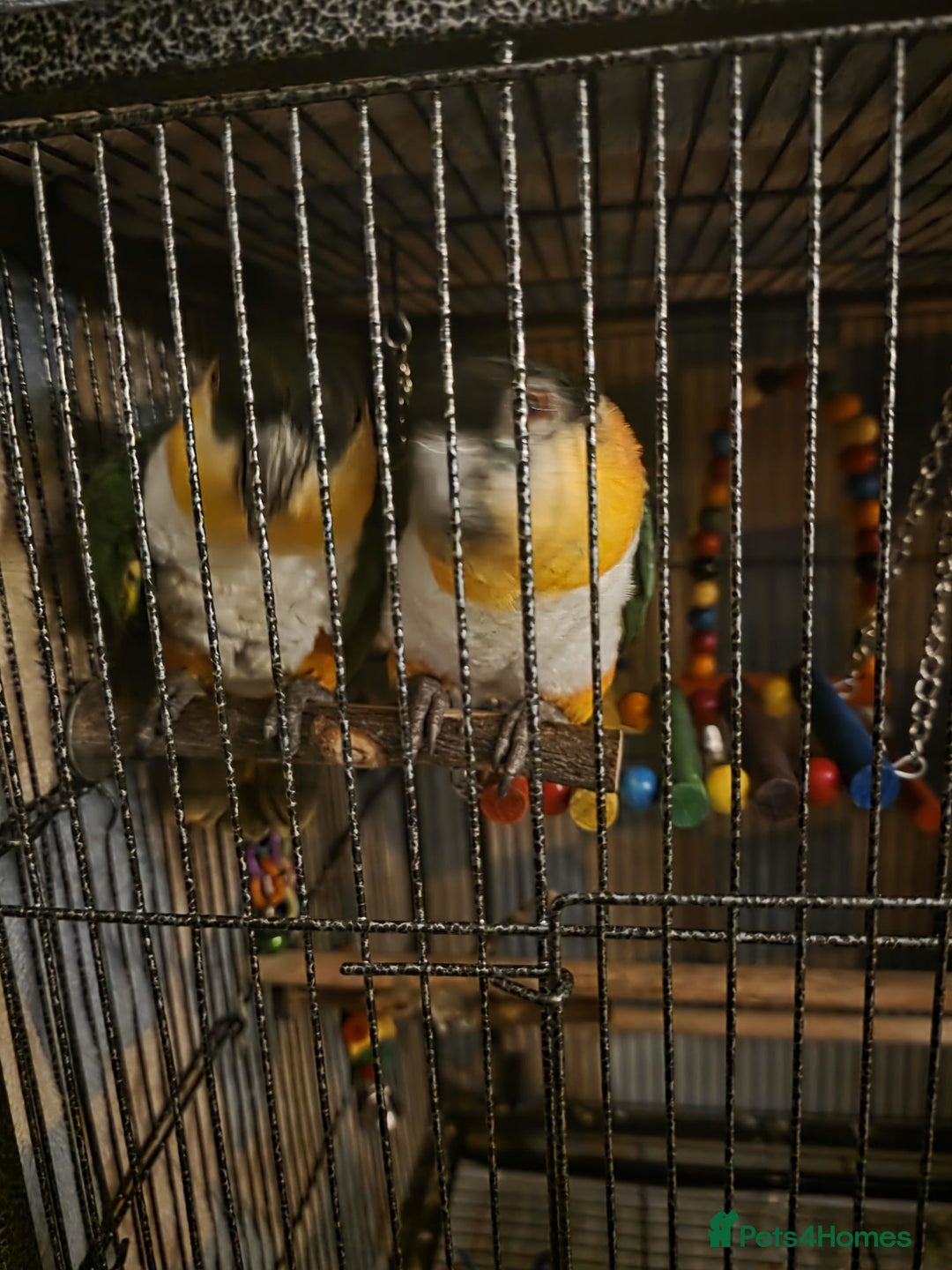 Parrots birds for sale: Pair of Bonded Caique Parrots - Advert 10