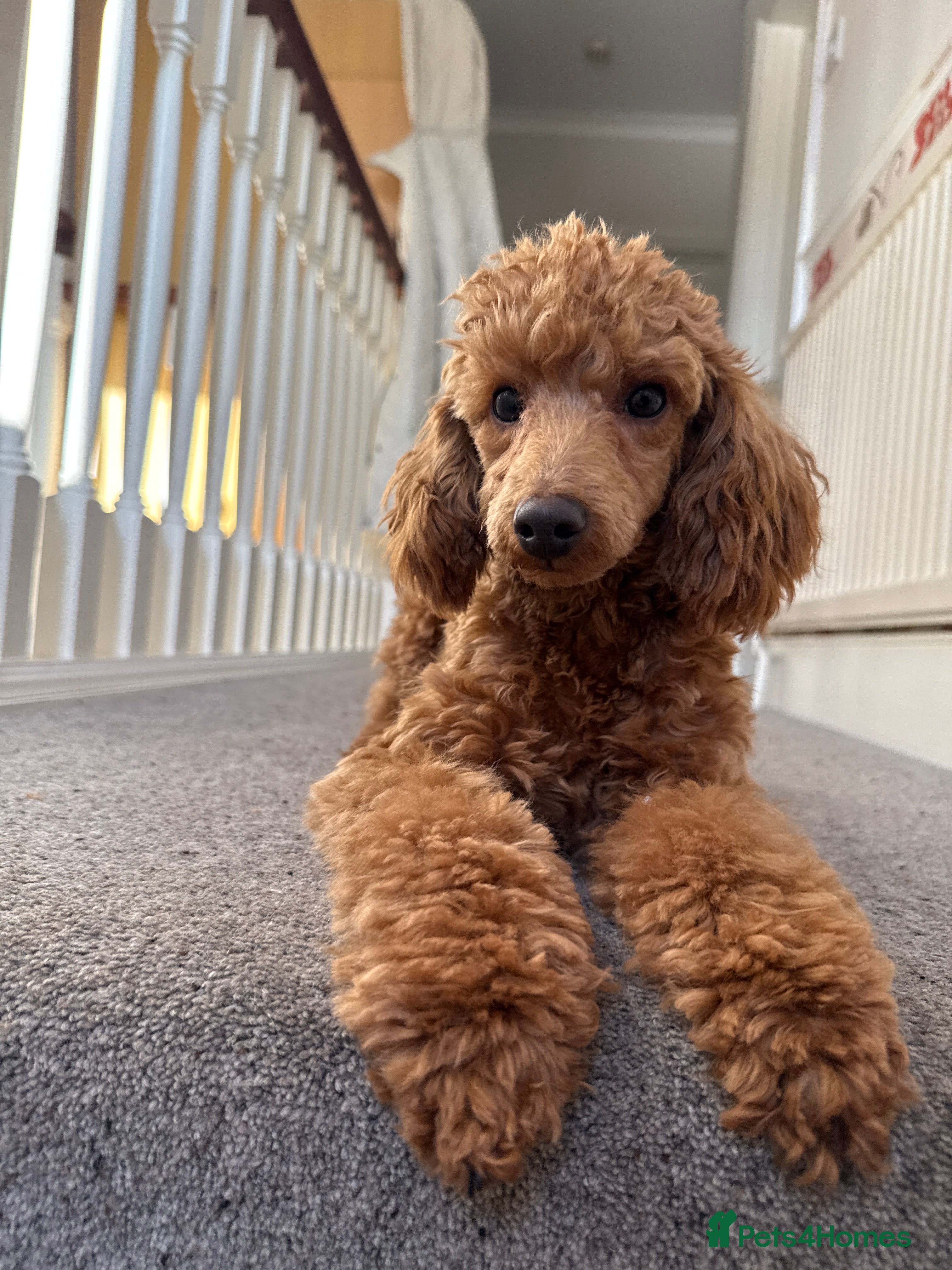 Poodle dogs Beautifull poodles - Advert 1