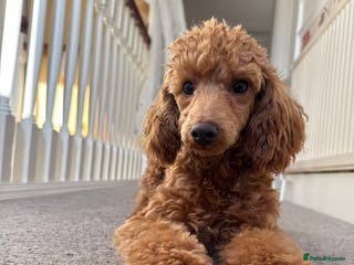 Poodle dogs Beautifull poodles - Advert 1