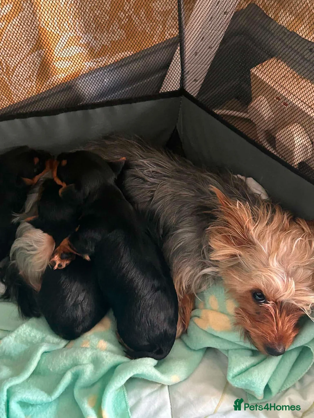 Yorkshire Terrier dogs for sale: Yorkshire terrier puppies  - Advert 5