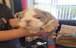 English Bulldog dogs for sale: English Bulldog puppies  - Image 20