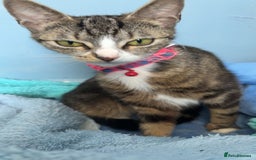 Domestic Shorthair cats for sale: Domestic shorthaird  - Image 3