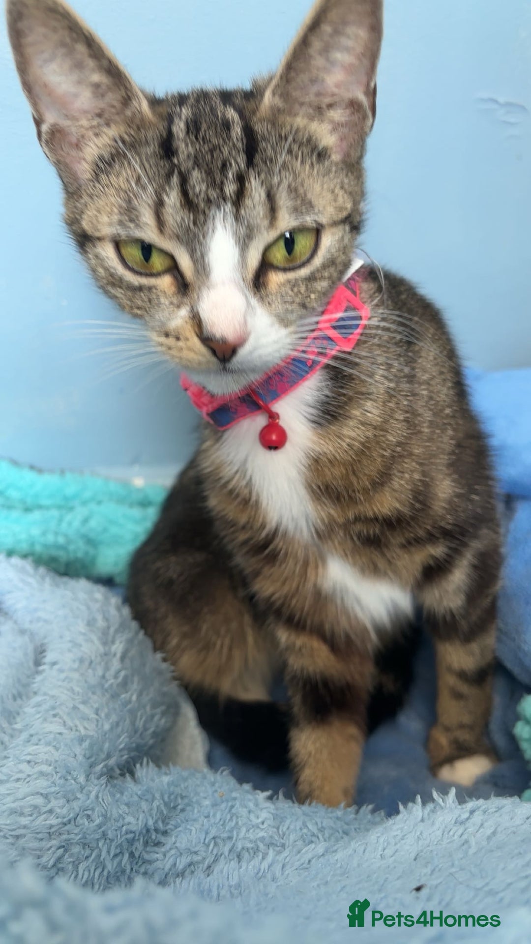Domestic Shorthair cats for sale: Domestic shorthaird  - Image 3