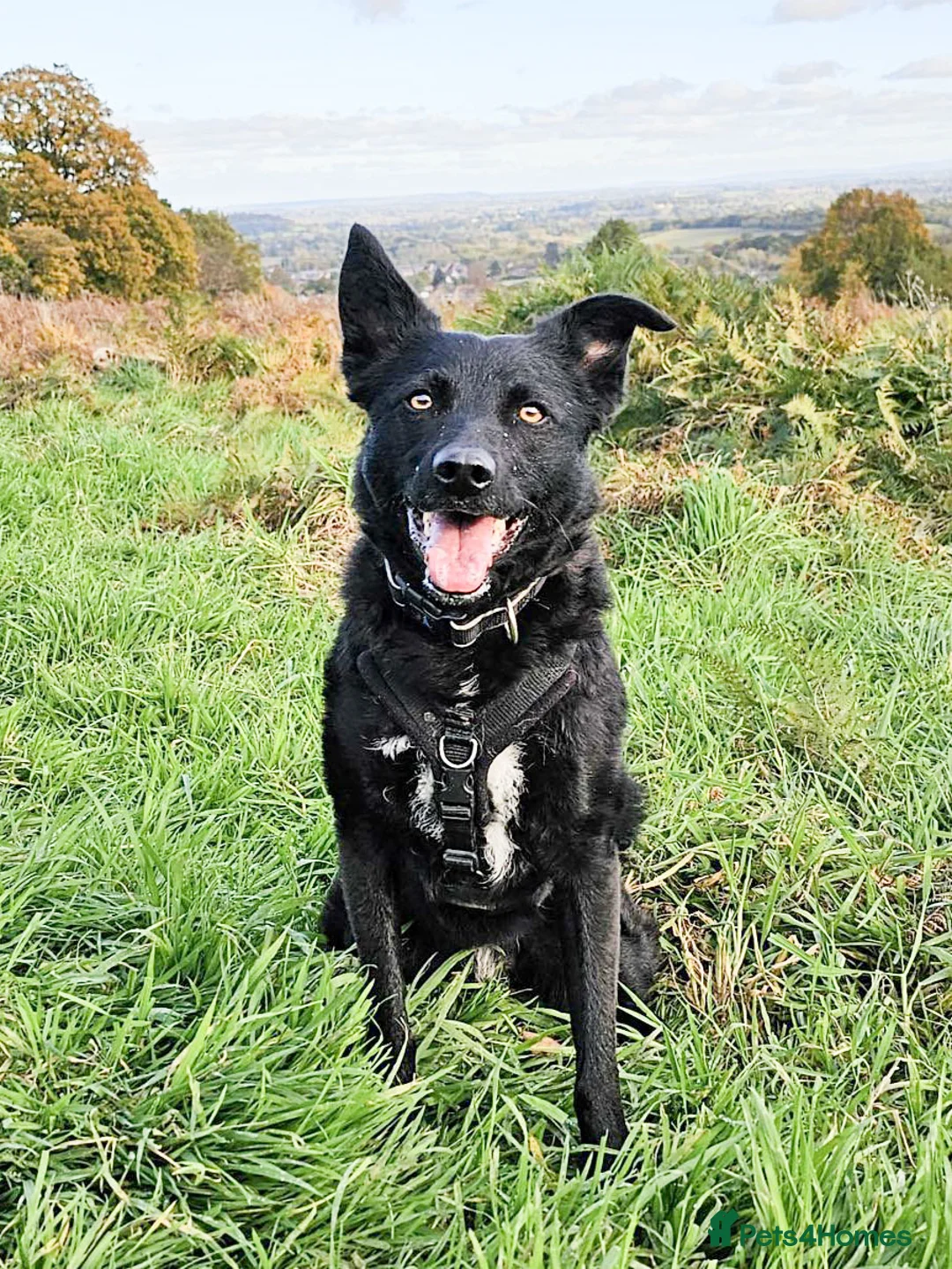 Mixed Breed dogs for adoption: JASMINE – Gorgeous Hungarian Mudi - Advert 3