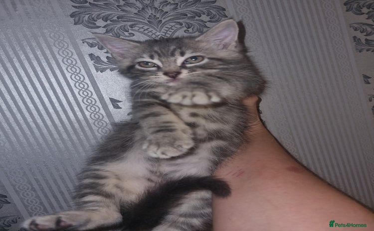 Mixed Breed cats - Advert 15