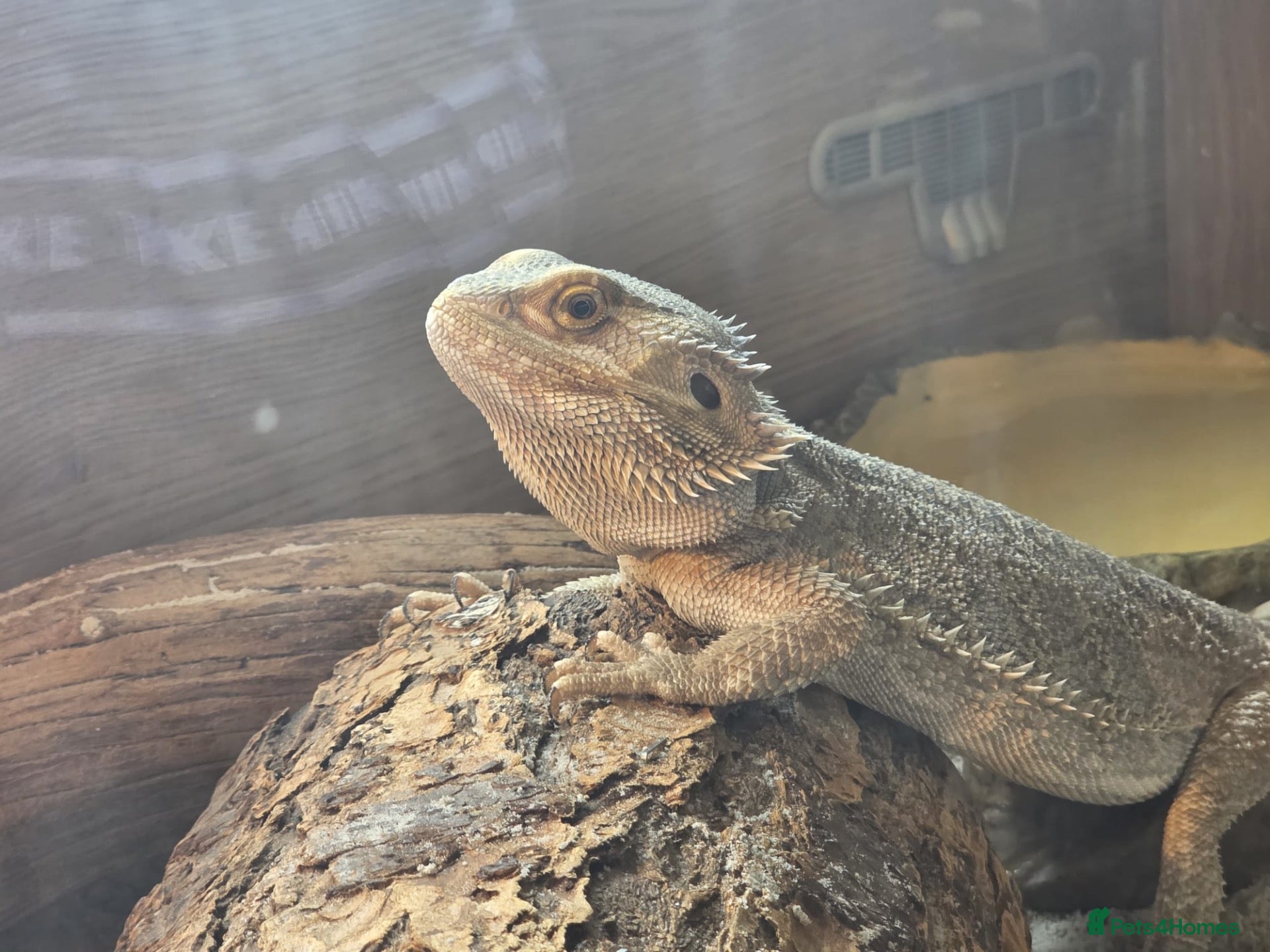 Bearded Dragon reptiles Bearded dragon  - Advert 1