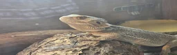 Bearded Dragon reptiles for sale: Bearded dragon  in Birmingham - Advert 1