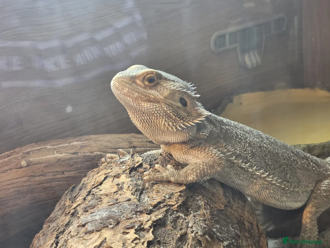 Bearded Dragon reptiles for sale: Bearded dragon  in Birmingham - Advert 1