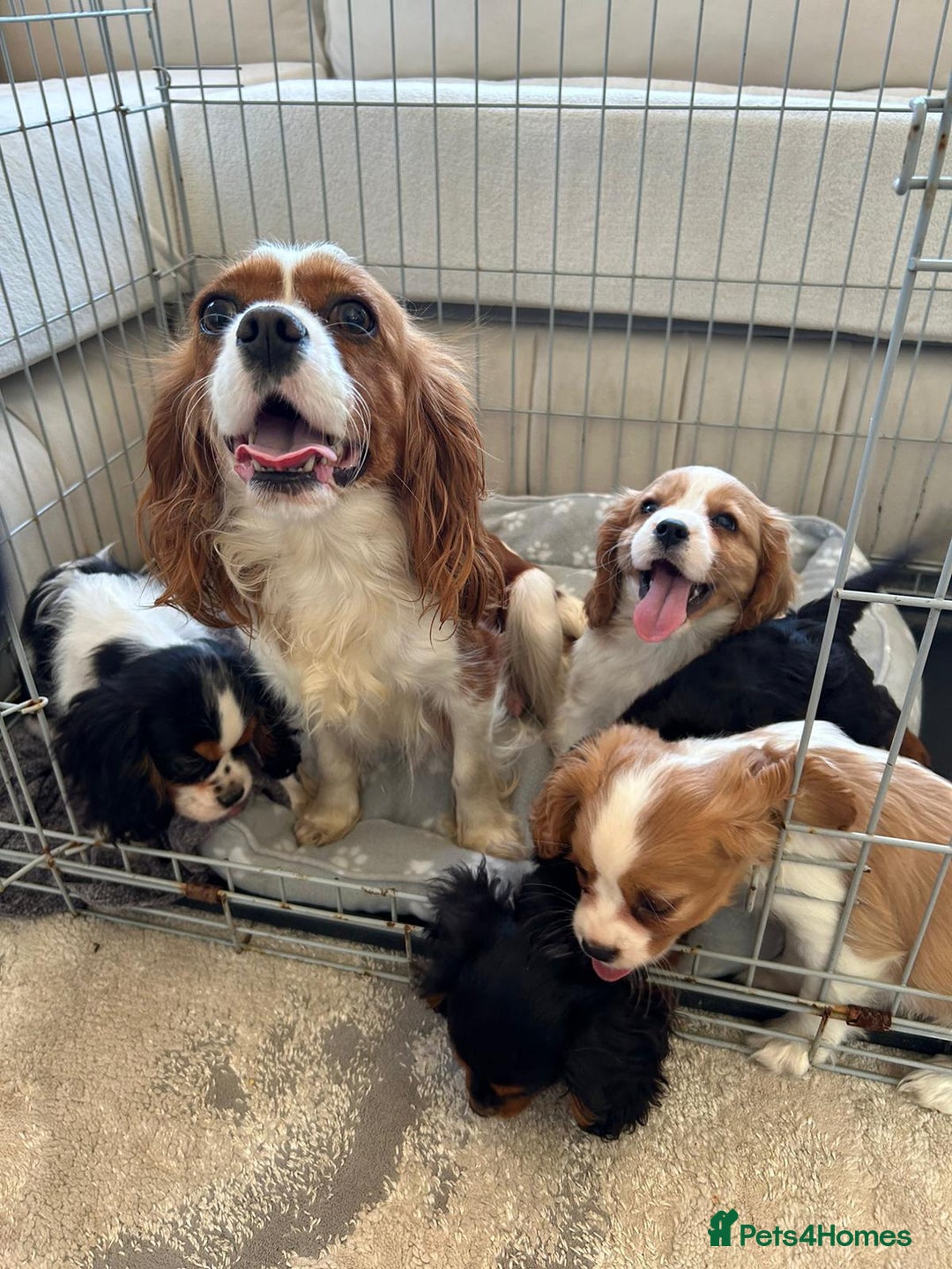 Cavalier King Charles Spaniel dogs for sale: Gorgeous King Charles cavalier puppies  - Image 10