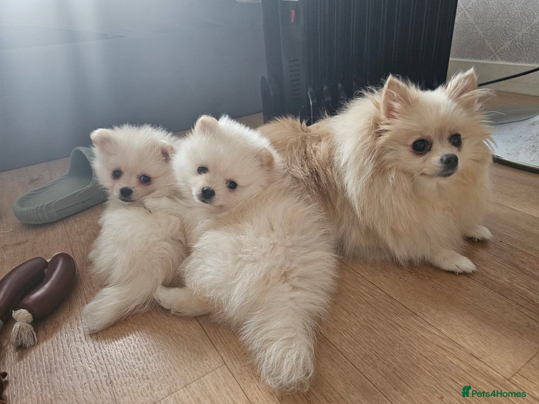 Pomeranian dogs for sale: 🩷 1 girl available white/cream 🩷 - Advert 6
