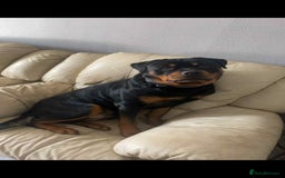 Rottweiler dogs for sale: Big Chunky litter of 7 Rottweilers  - Image 12