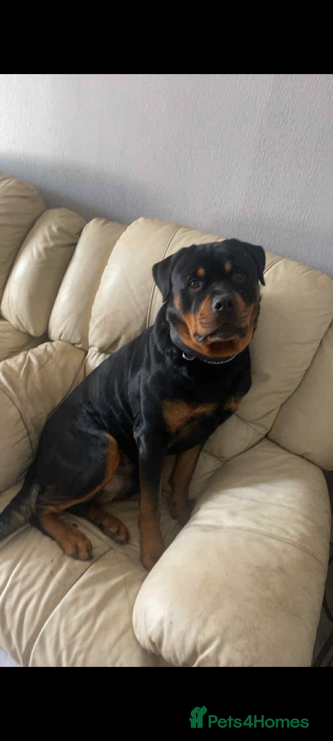 Rottweiler dogs for sale: Big Chunky litter of 7 Rottweilers  - Image 12