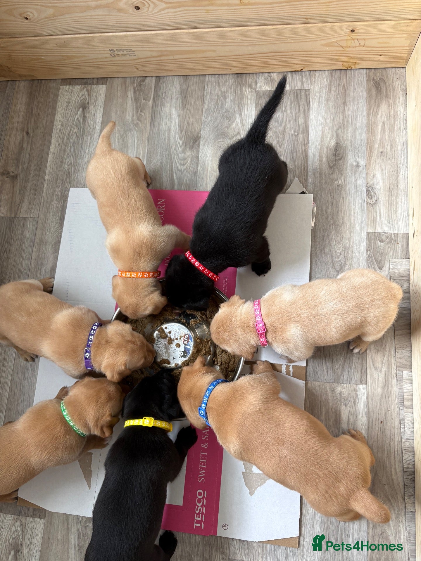 Mixed Breed dogs Labrador x staff - Advert 1