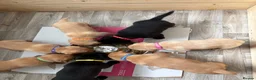 Mixed Breed dogs for sale: Labrador x staff - Advert 1