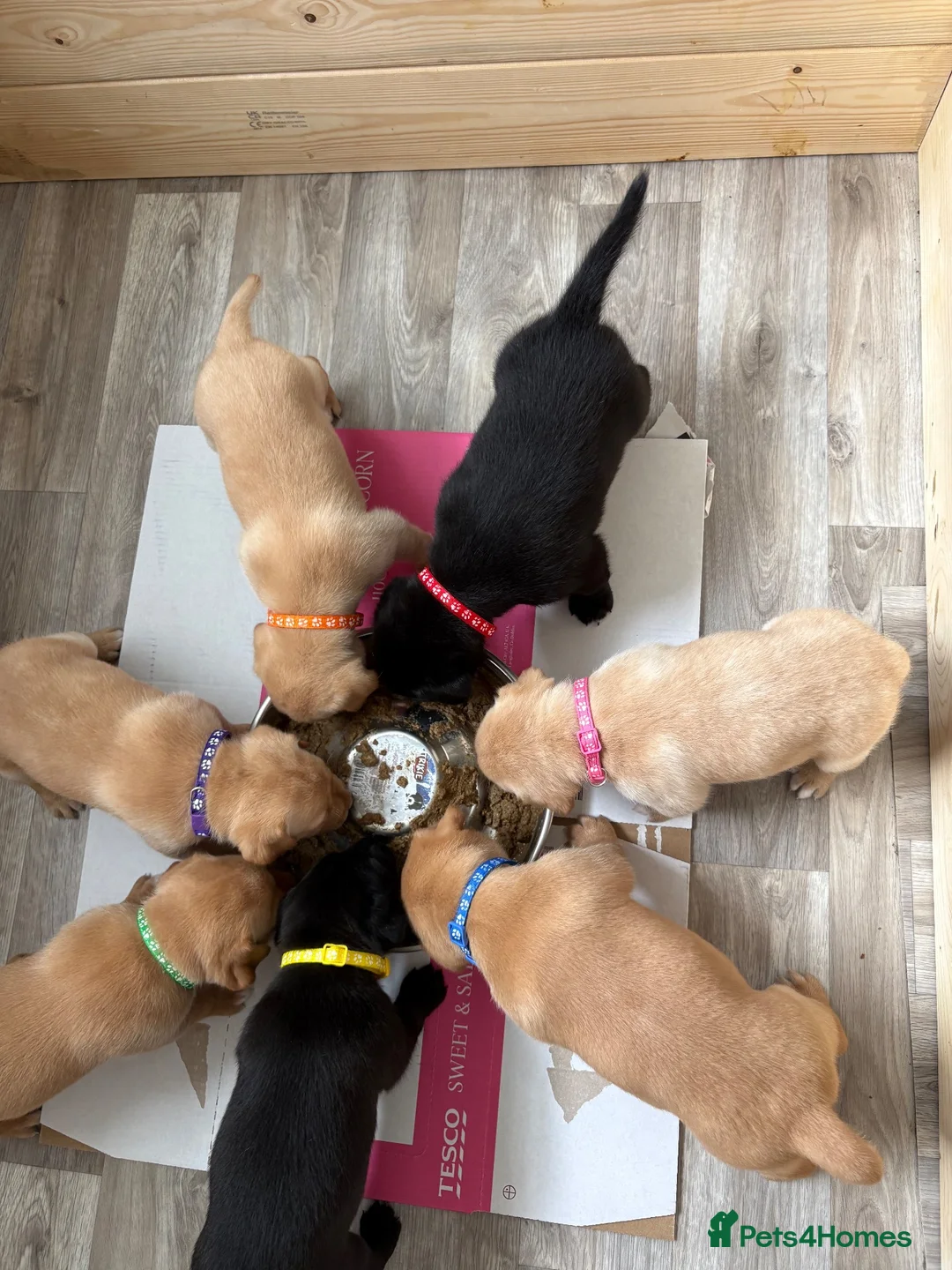 Mixed Breed dogs for sale: Labrador x staff - Advert 1