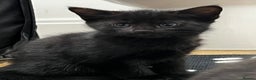 Mixed Breed cats for sale: 2x playful black tabbies - Advert 2