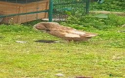 Waterfowl poultry for sale: Khaki Campbell ducks - Image 3