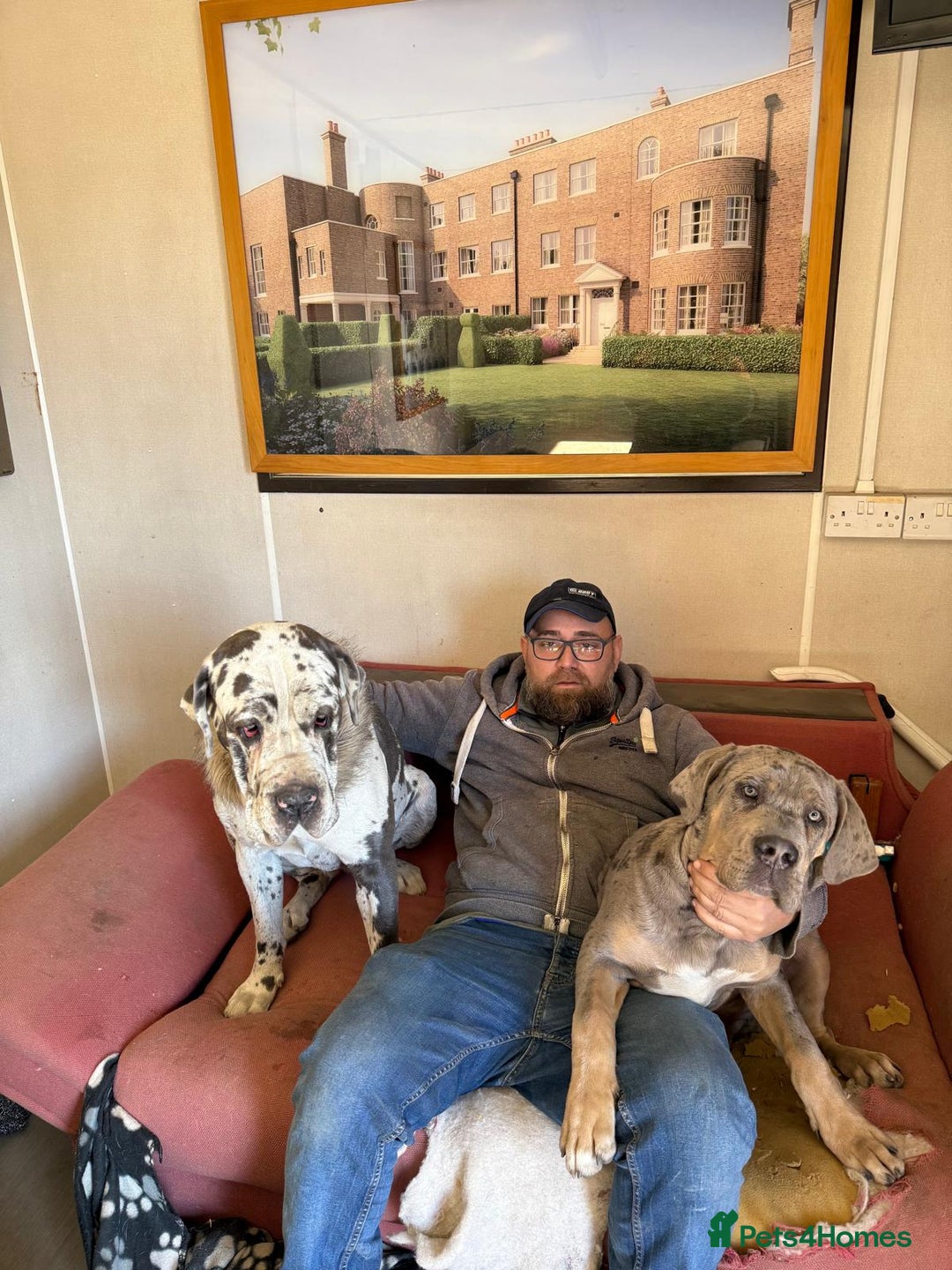 Cane Corso dogs for sale: Stunning Merle Cane Corso Puppies for sale - Image 6