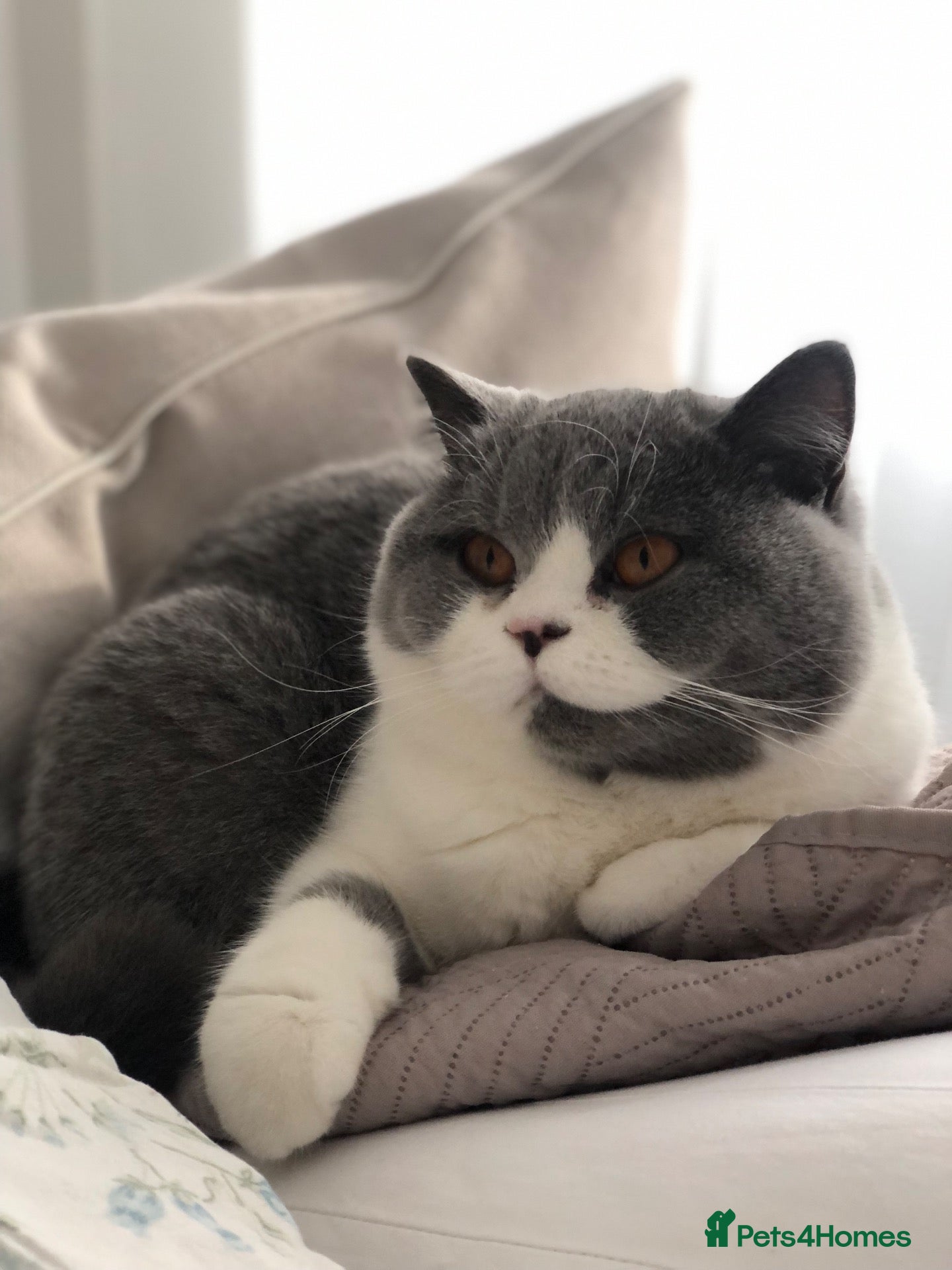 British Shorthair cats British Shorthair, championbloodline TICAPEDIGREE  - Advert 2