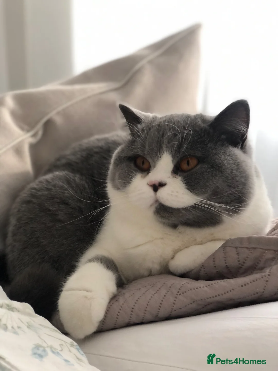 British Shorthair cats for sale: British Shorthair, championbloodline TICAPEDIGREE  - Advert 2