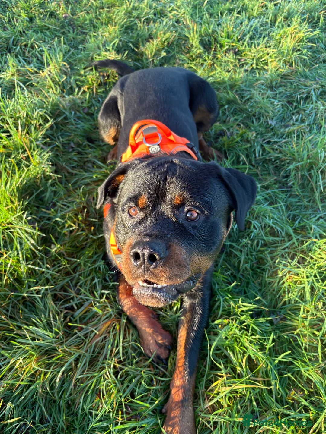 Rottweiler dogs for sale: Rotty looking for loving home (1.5yr old male) - Advert 5