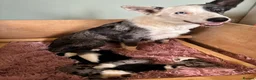 Border Collie dogs for sale: Border Collie puppies  - Advert 16