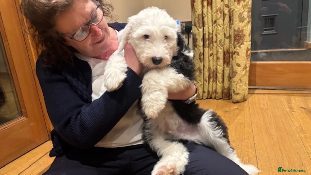 Old English Sheepdog dogs for sale: Kennel Club Registered Old English Sheepdog Pups - Advert 2