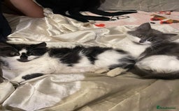 Mixed Breed cats for sale: 2 cat litter ( mixed breed) - Image 7