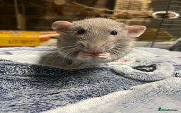 Rat rodents for sale: Two male rats approx 8 months old - Image 4