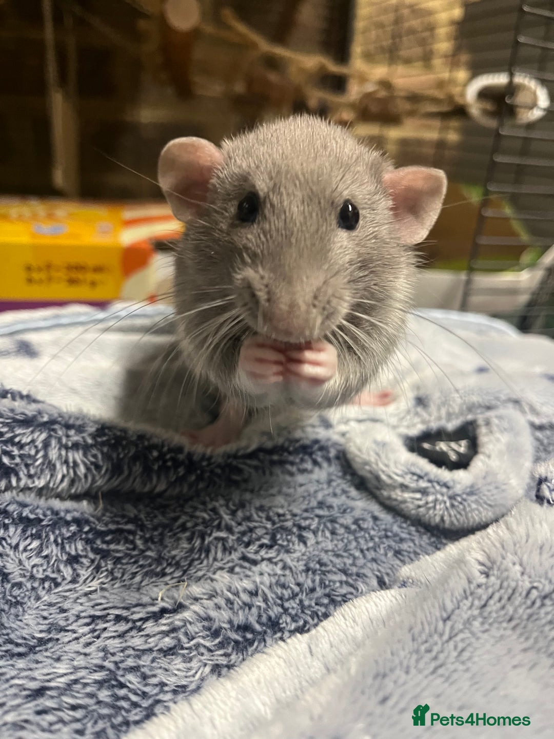 Rat rodents for sale: Two male rats approx 8 months old - Image 4
