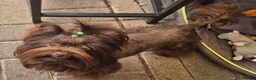 Yorkshire Terrier dogs for stud: Yorkshire Terrier boy for stud  - Advert 6