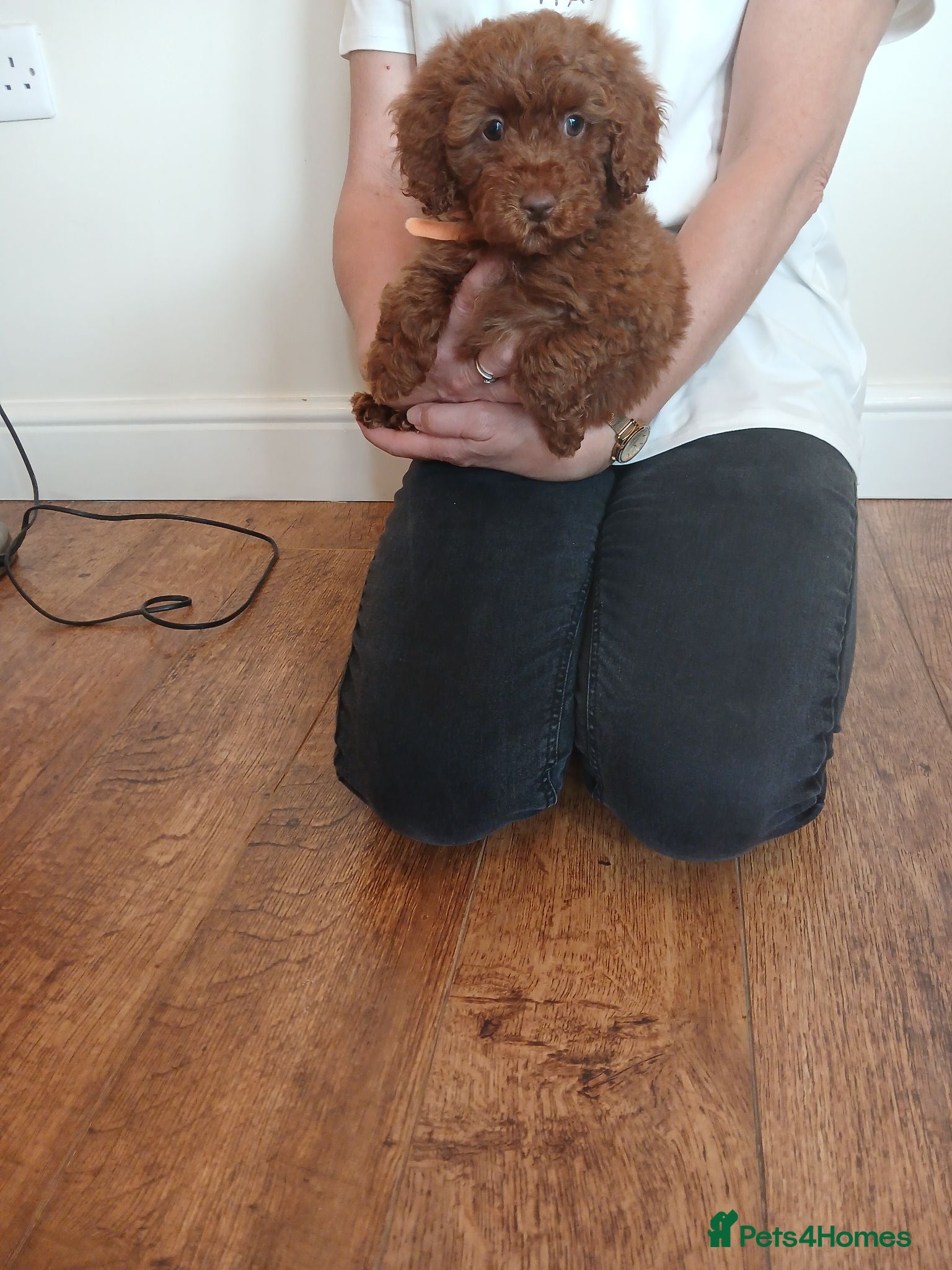 Cockapoo dogs Cockapoo puppies  - Advert 2