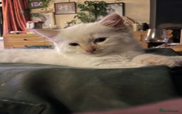 Norwegian Forest Cat cats for sale: Gorgeous Norwegian Forest Mix - Image 2