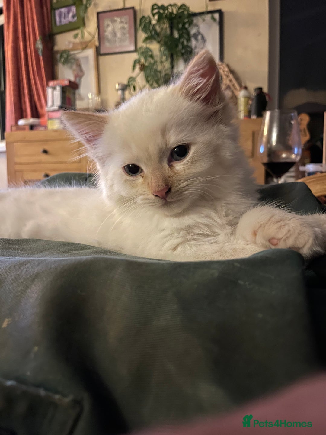 Norwegian Forest Cat cats for sale: Gorgeous Norwegian Forest Mix - Image 2