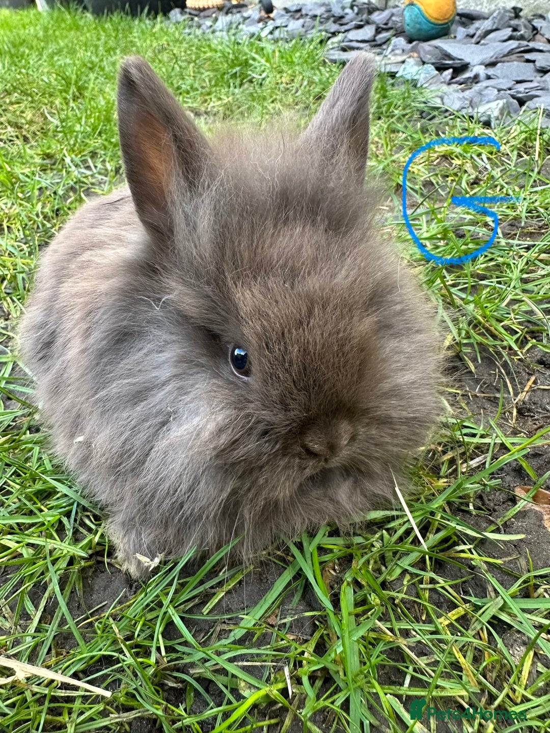 Lionhead rabbits for sale: Lionhead Rsbbits for sale  - Advert 12