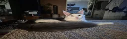 Maine Coon cats for sale: Stunning Pure Maine Coon Kitten - Advert 19