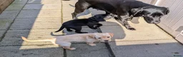 Labrador Retriever dogs for sale: Seven Week old Labrador Pups in Aberdeen - Advert 9