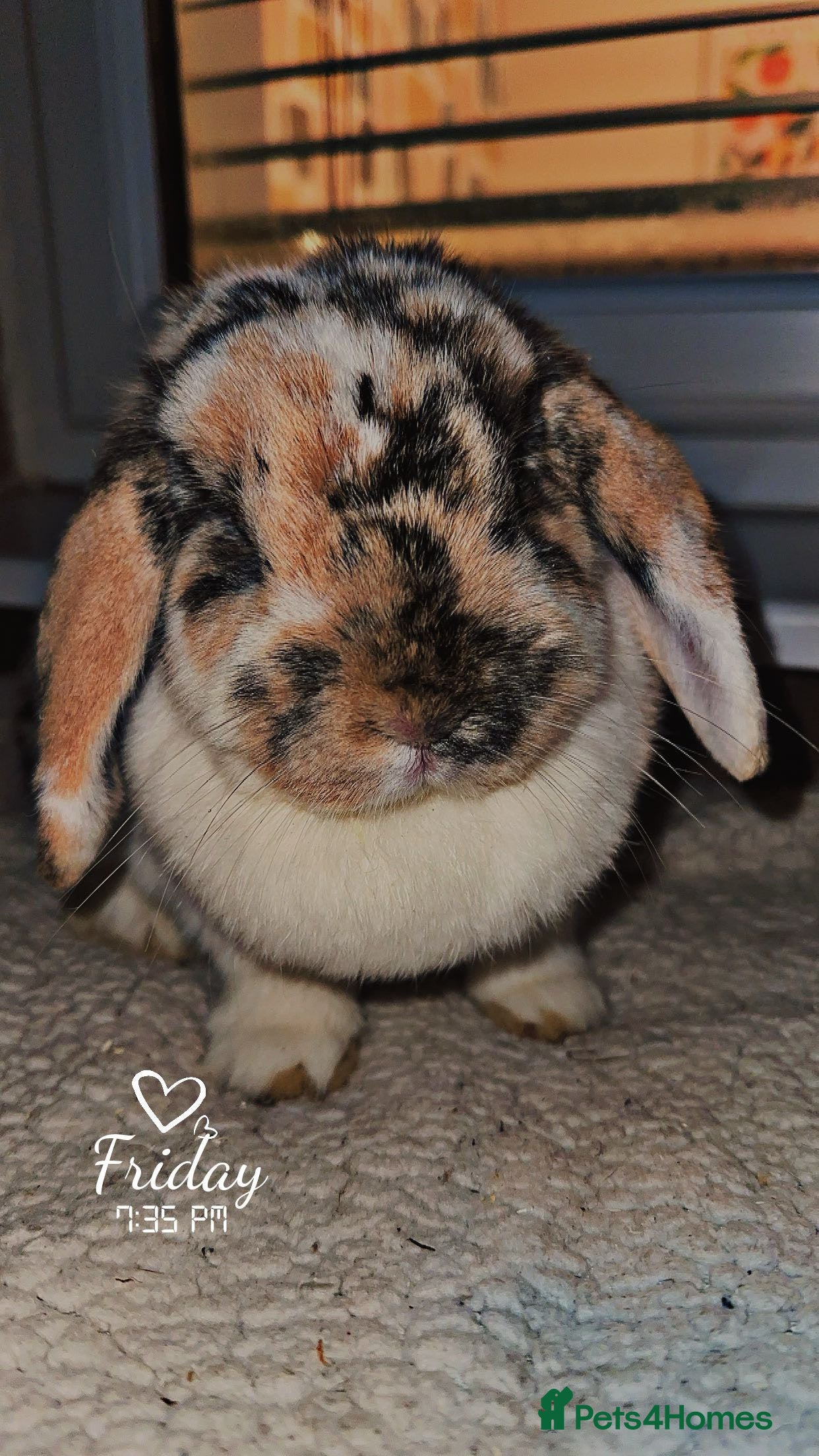 Mini Lop rabbits Mini lop babies  - Advert 16