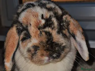 Mini Lop rabbits Mini lop babies - Advert 16