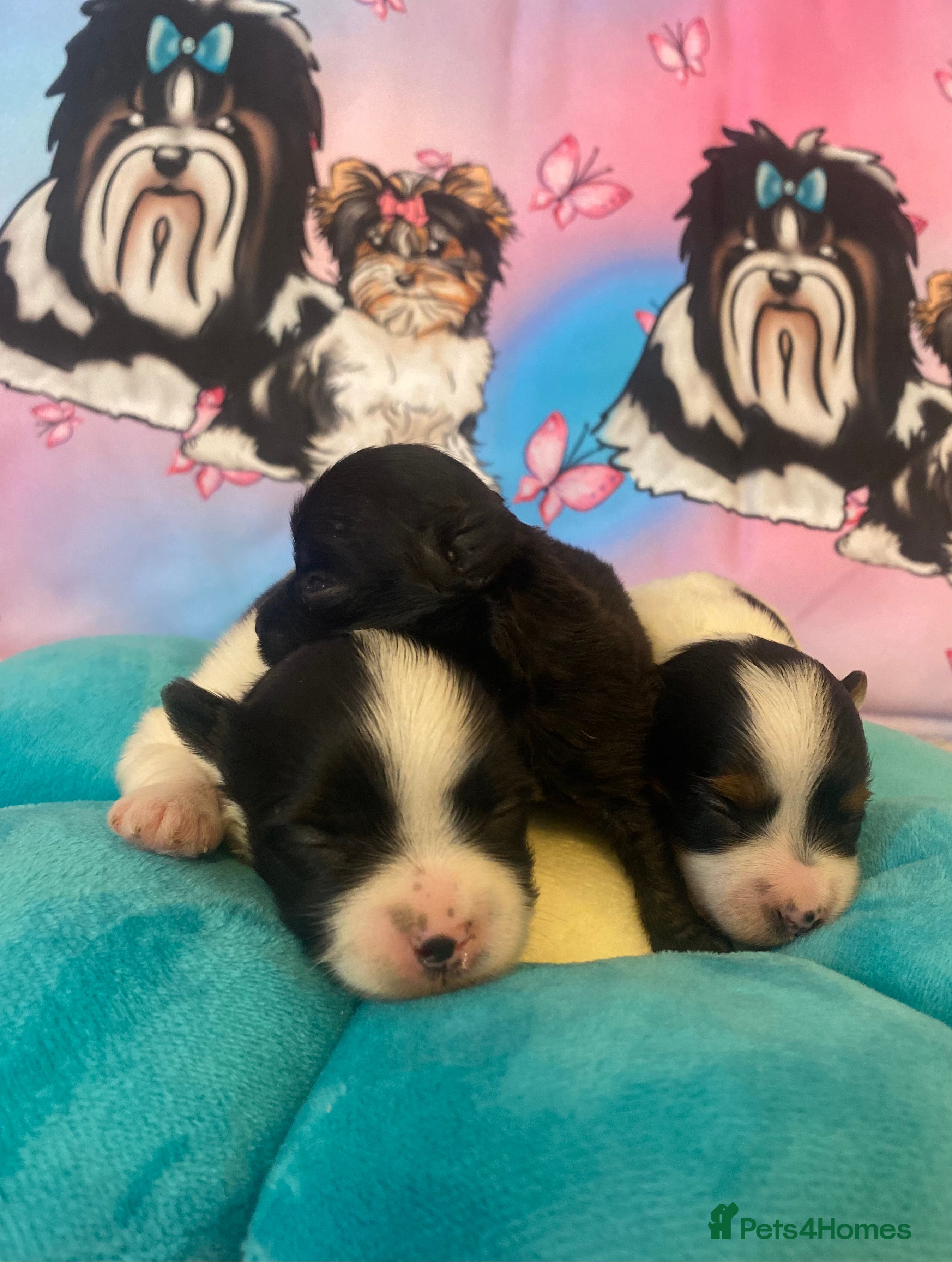 Yorkshire Terrier dogs Beautiful small Biewer Yorkshire Terrier Pedigree  - Advert 1