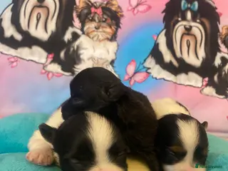 Yorkshire Terrier dogs Beautiful small Biewer Yorkshire Terrier Pedigree - Advert 1